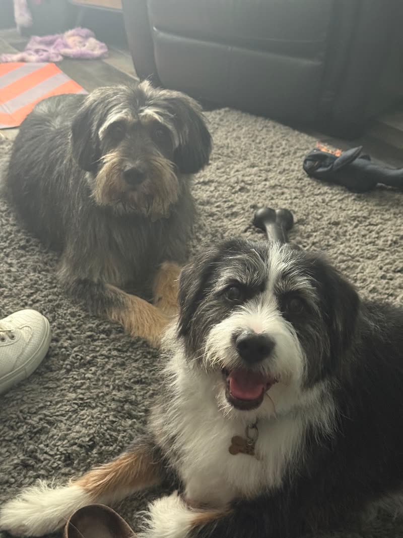 Two shaggy dogs lying together on a carpet indoors, the front one grinning at the camera