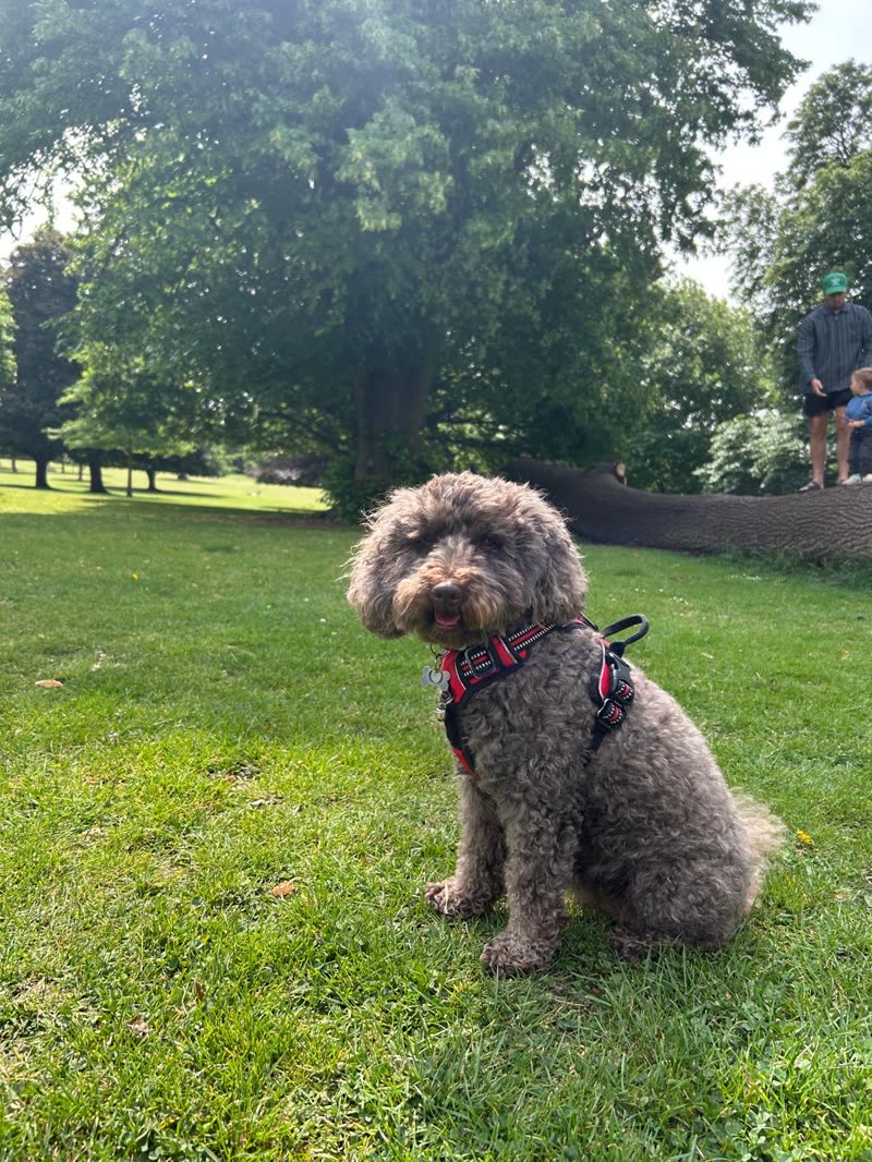 Curly-coated cockapoo in a red harness sitting in a sunny park after its groom