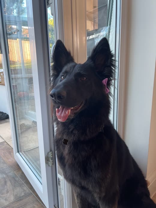 Black German shepherd sitting in a doorway, tongue out