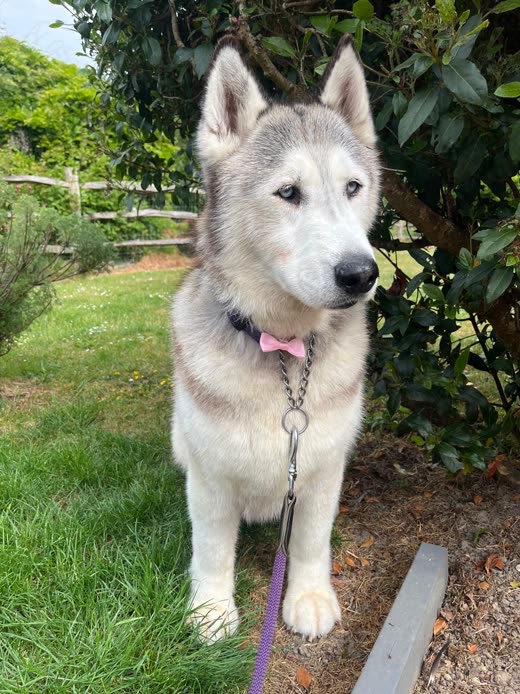 Young husky wearing a pink bow tie sitting on a lawn