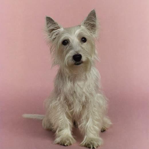 Small terrier with a freshly brushed coat