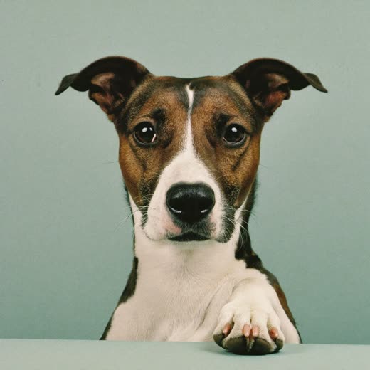 Close view of a dog's neatly trimmed paw